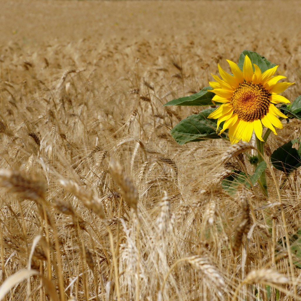 Обои поле, подсолнух, пшеница, field, sunflower, wheat разрешение 2560x1713 Загрузить