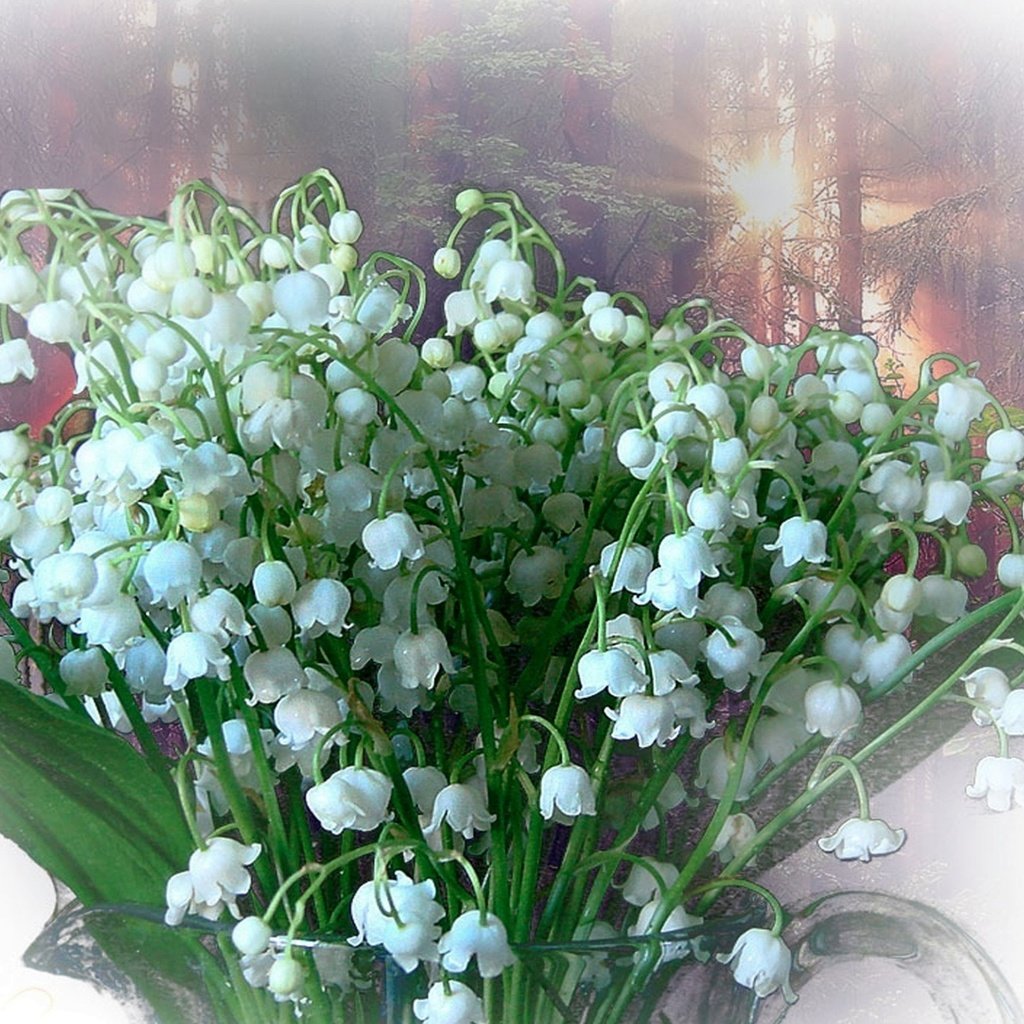 Обои белый, ландыши, весна, букет, white, lilies of the valley, spring, bouquet разрешение 1920x1200 Загрузить