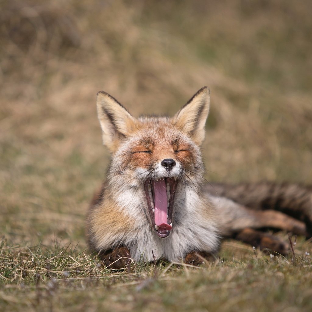 Обои природа, лиса, лисица, язык, зевает, nature, fox, language, yawns разрешение 2047x1282 Загрузить