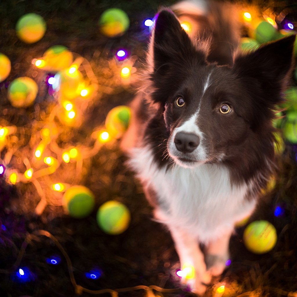 Обои собака, праздник, гирлянда, бордер-колли, dog, holiday, garland, the border collie разрешение 1920x1200 Загрузить