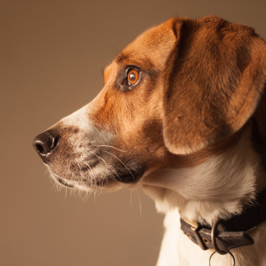 Обои собака, профиль, бигль, dog, profile, beagle разрешение 4752x3168 Загрузить