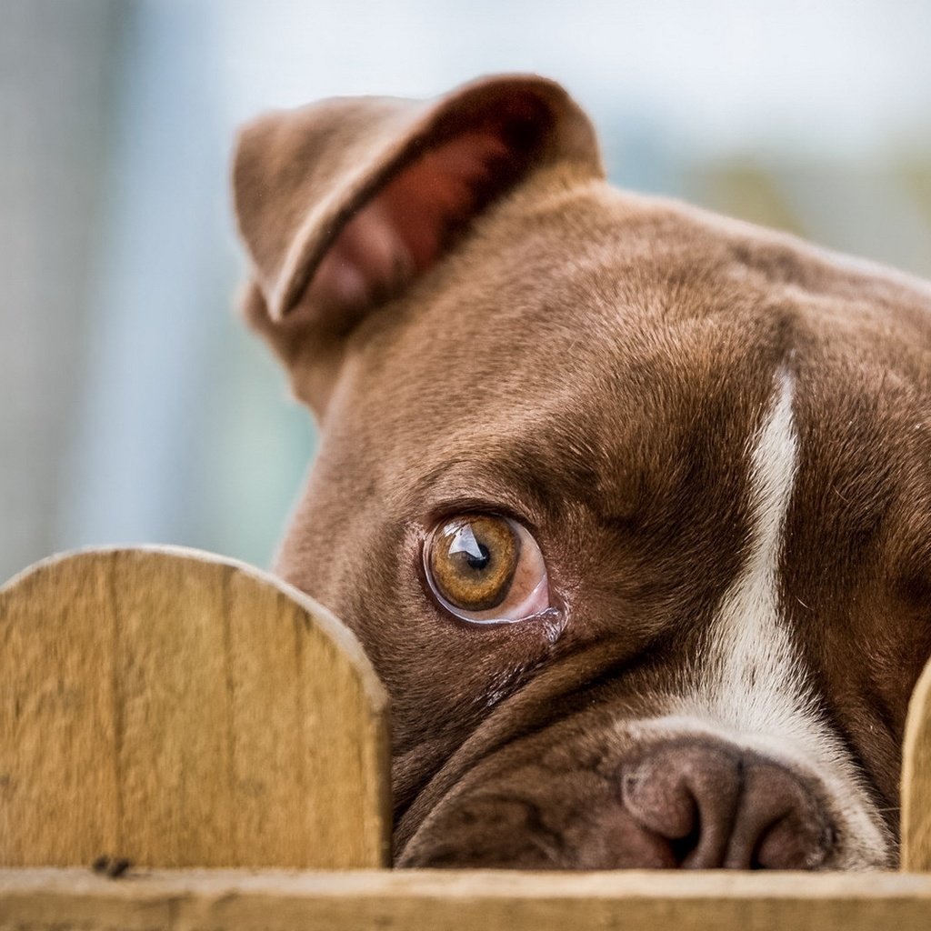 Обои взгляд, забор, глаз, бульдог, cобака, look, the fence, eyes, bulldog, dog разрешение 1920x1080 Загрузить