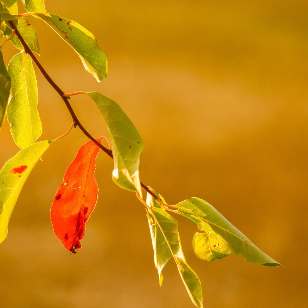 Обои ветка, природа, листья, фон, осень, branch, nature, leaves, background, autumn разрешение 2048x1365 Загрузить