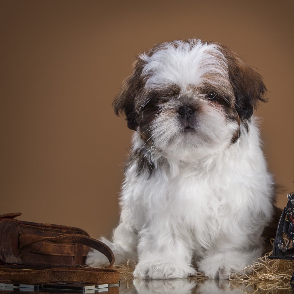 Обои ретро, собака, щенок, фотоаппарат, ши-тцу, retro, dog, puppy, the camera, shih tzu разрешение 4219x2790 Загрузить