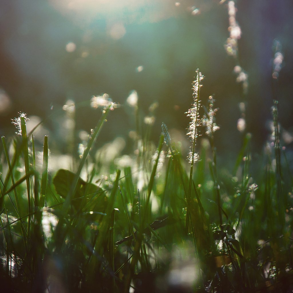 Обои свет, трава, растения, макро, лучи, пух, light, grass, plants, macro, rays, fluff разрешение 2560x1440 Загрузить