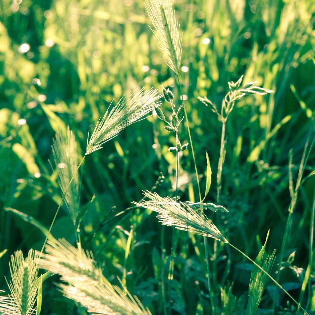 Обои трава, природа, макро, поле, колоски, зеленая, grass, nature, macro, field, spikelets, green разрешение 2560x1600 Загрузить