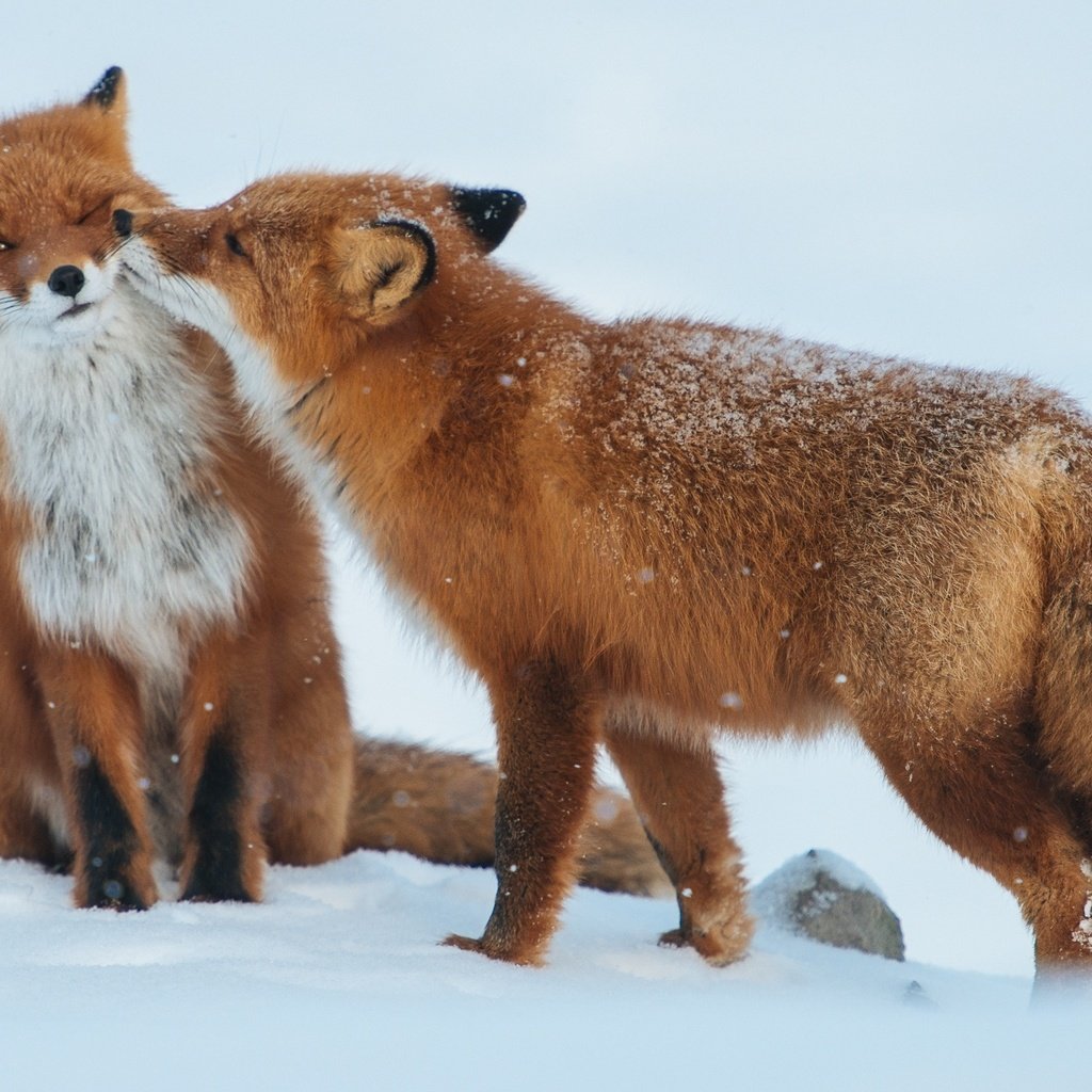 Обои снег, зима, животные, пара, хищники, лисы, snow, winter, animals, pair, predators, fox разрешение 1920x1281 Загрузить