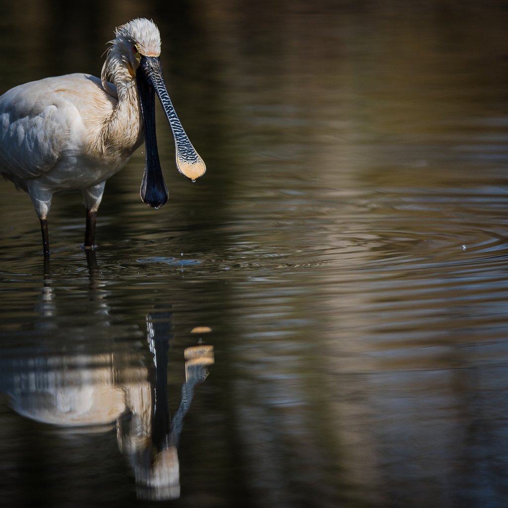 Обои вода, отражение, птица, клюв, белая, колпица, water, reflection, bird, beak, white, spoonbill разрешение 1980x1114 Загрузить