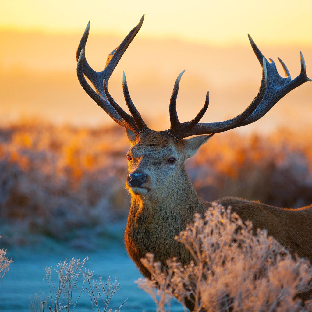 Обои растения, олень, закат, иней, рога, plants, deer, sunset, frost, horns разрешение 5616x3744 Загрузить