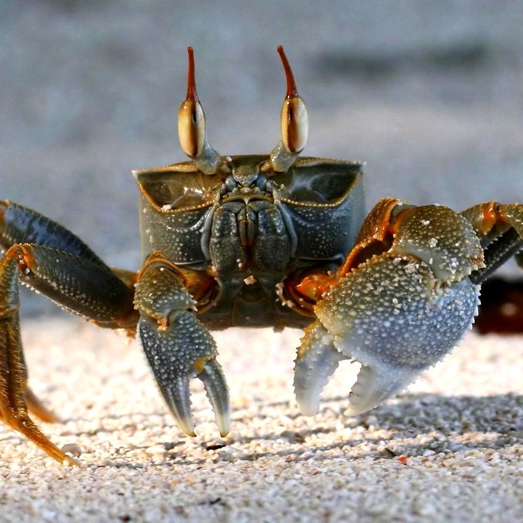Обои песок, пляж, краб, клешни, sand, beach, crab, claws разрешение 1920x1200 Загрузить