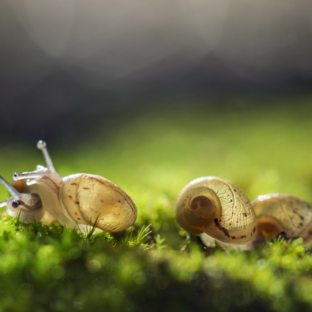 Обои трава, природа, фон, улитка, улитки, grass, nature, background, snail, snails разрешение 2560x1600 Загрузить