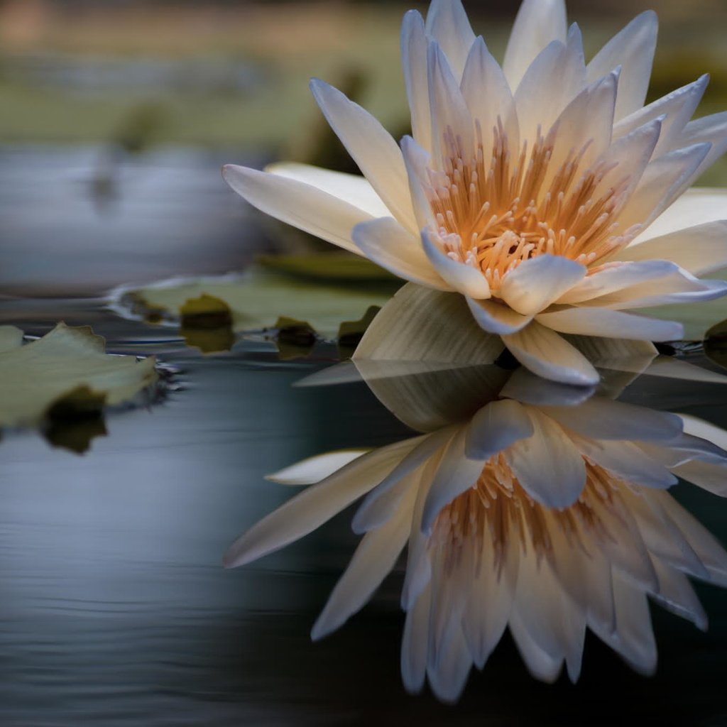 Обои вода, отражение, цветок, лилия, кувшинка, нимфея, водяная лилия, water, reflection, flower, lily, nymphaeum, water lily разрешение 2048x1356 Загрузить