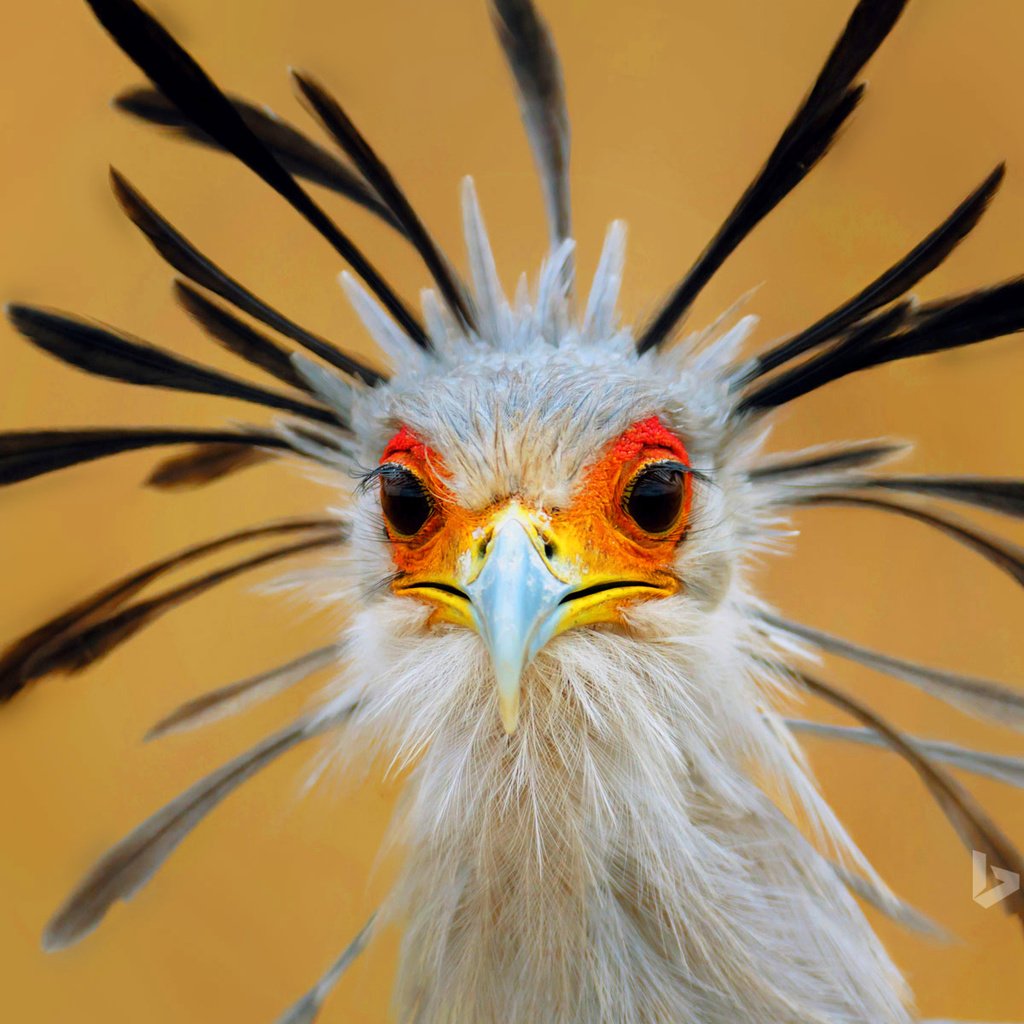 Обои глаза, птица, клюв, перья, птица-секретарь, eyes, bird, beak, feathers, secretary bird разрешение 1920x1200 Загрузить