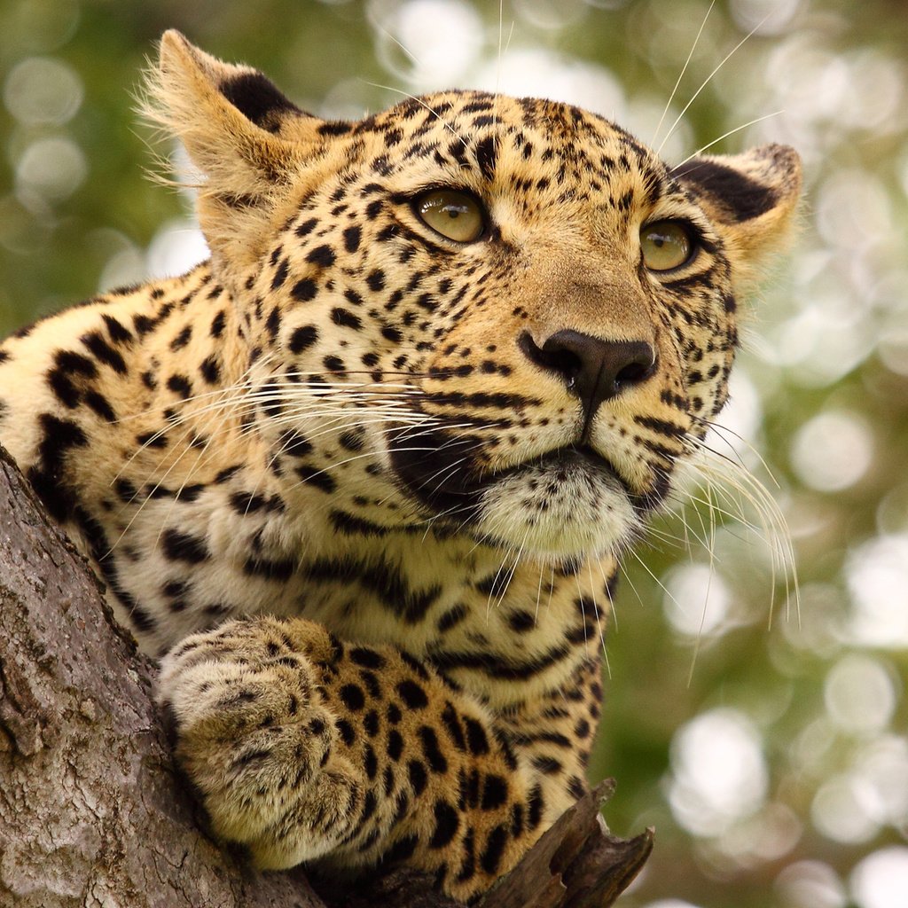 Обои хищник, большая кошка, ягуар, predator, big cat, jaguar разрешение 2880x1800 Загрузить