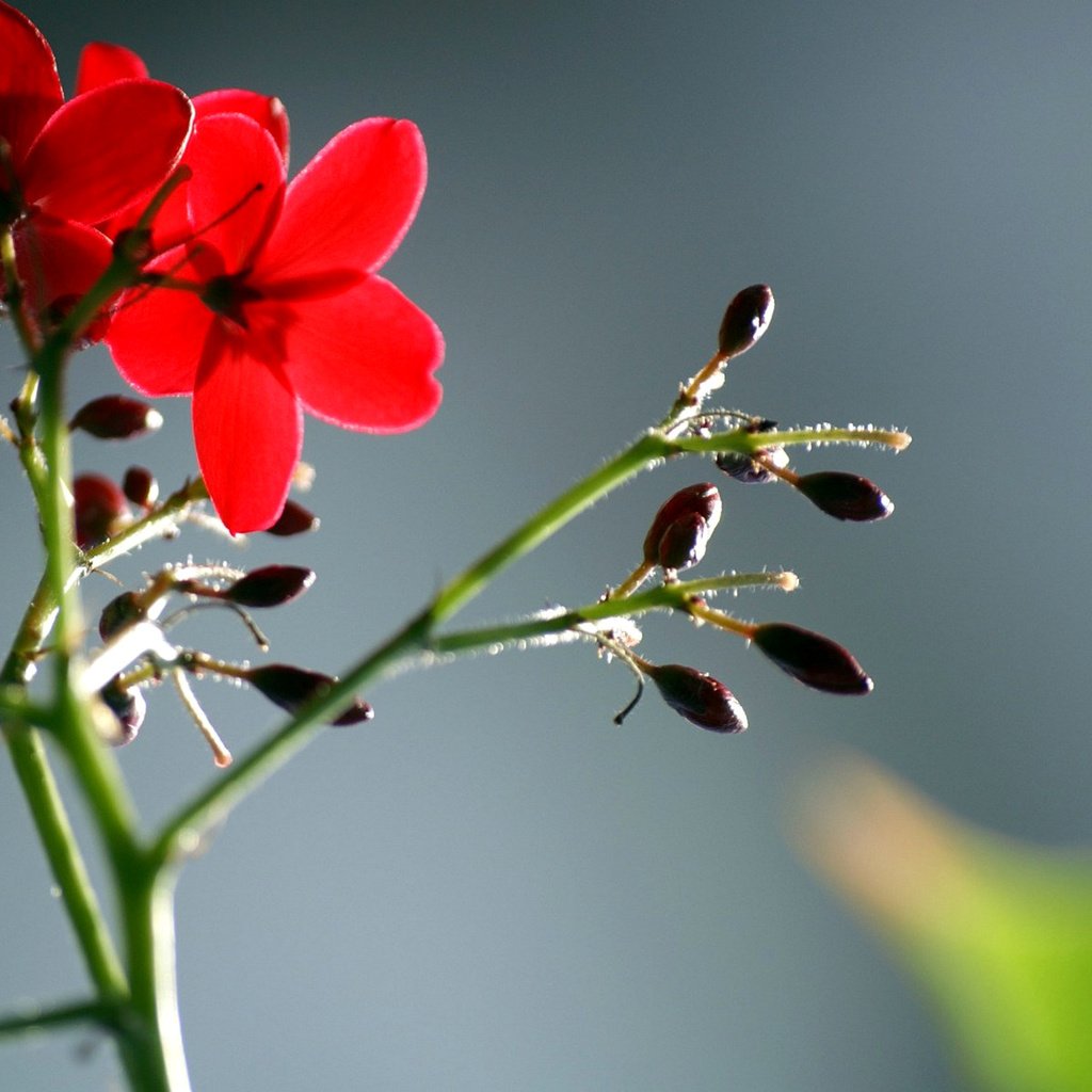 Обои цветы, листья, макро, лепестки, красные, стебель, flowers, leaves, macro, petals, red, stem разрешение 1920x1200 Загрузить