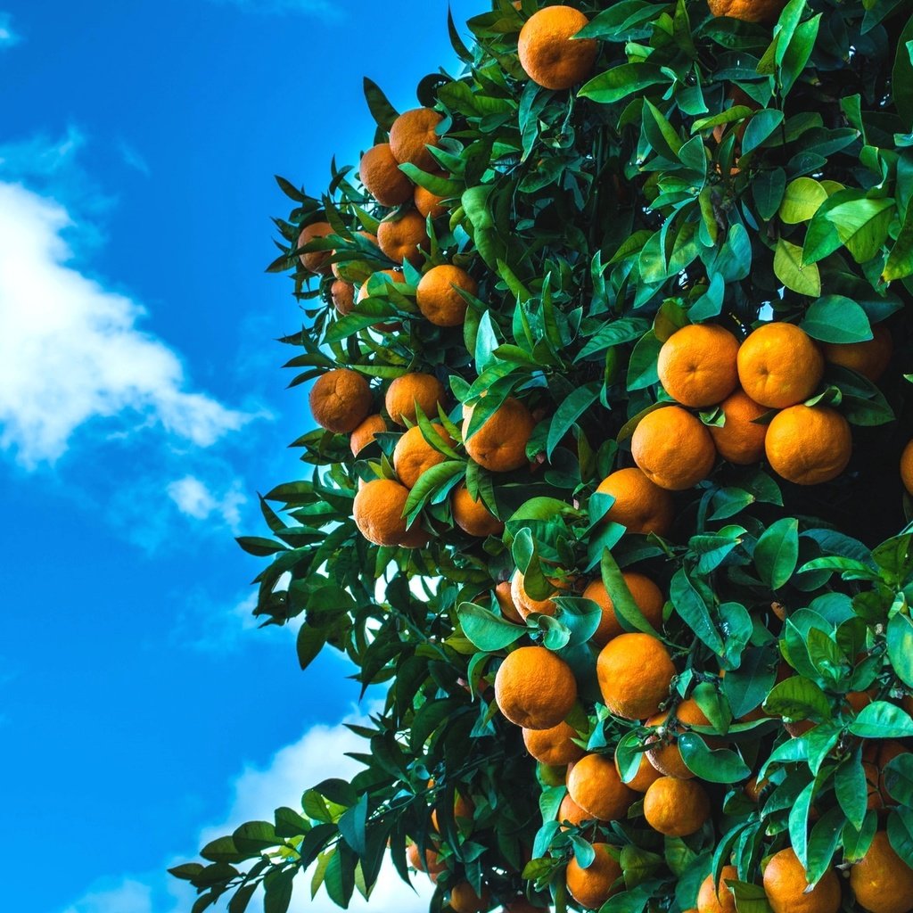 Обои небо, дерево, фрукты, плоды, мандарины, цитрусы, the sky, tree, fruit, tangerines, citrus разрешение 2048x1255 Загрузить