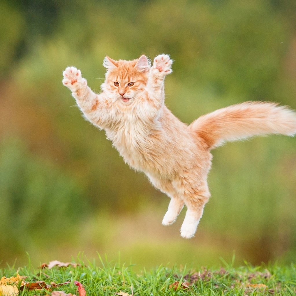 Обои кот, пушистый, прыжок, рыжий, рыжий кот, cat, fluffy, jump, red, red cat разрешение 2560x1600 Загрузить