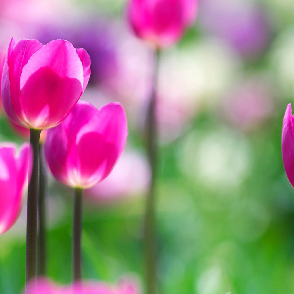 Обои цветы, сад, весна, тюльпаны, розовые, flowers, garden, spring, tulips, pink разрешение 1920x1200 Загрузить