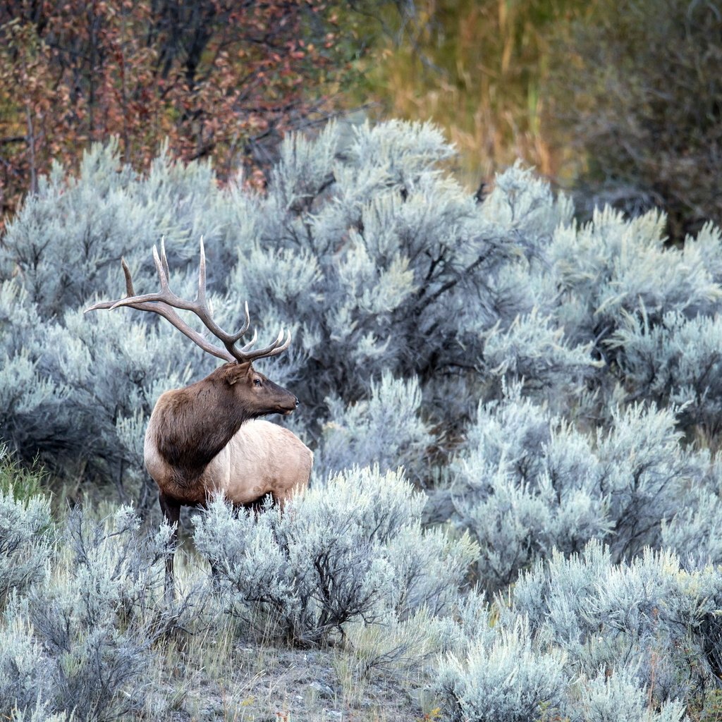 Обои природа, лес, олень, иней, осень, рога, nature, forest, deer, frost, autumn, horns разрешение 2560x1454 Загрузить