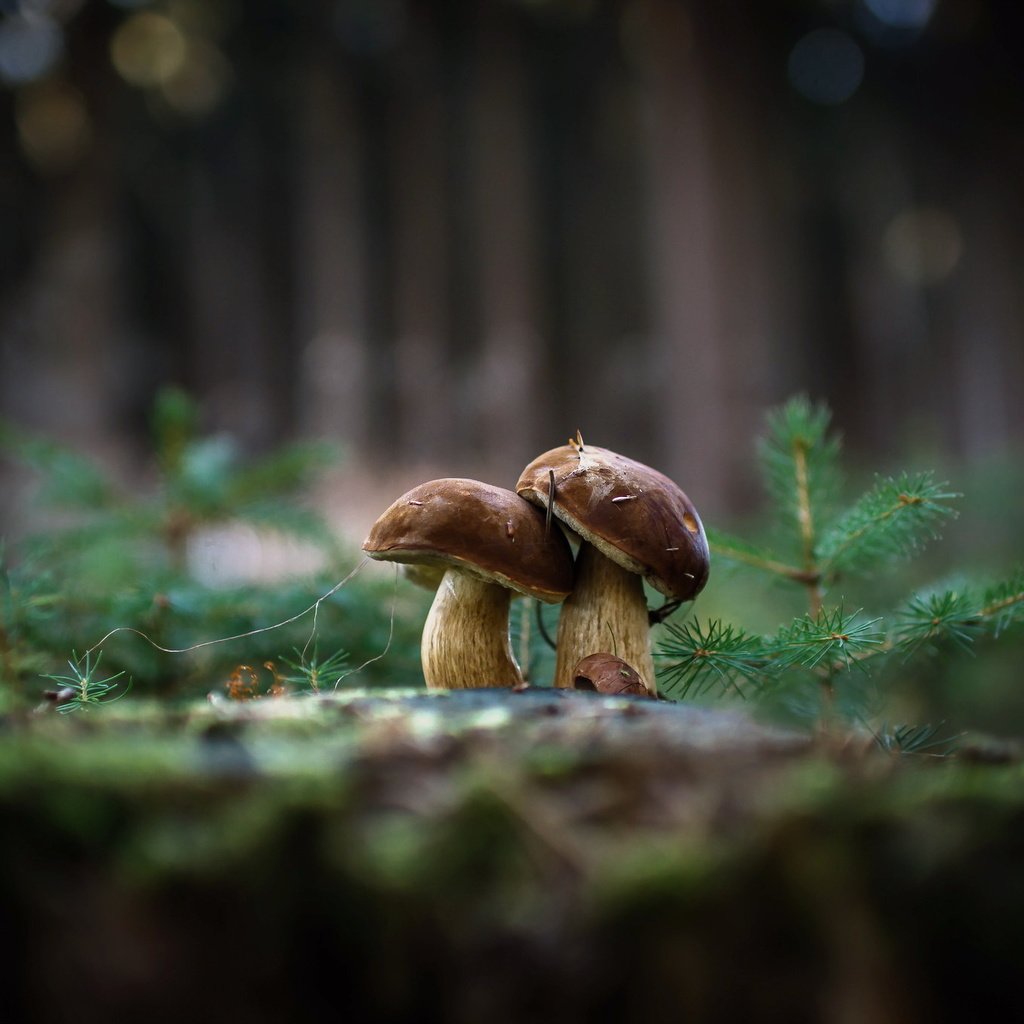 Обои природа, фон, грибы, гриб, nature, background, mushrooms, mushroom разрешение 2048x1362 Загрузить