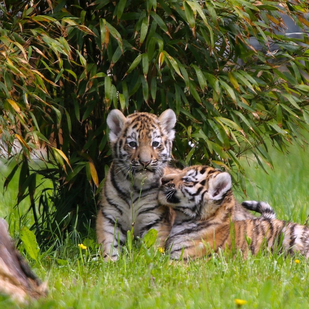 Обои тигр, парочка, малыши, котята, тигрята, детеныши, двойняшки, tiger, a couple, kids, kittens, the cubs, cubs, twins разрешение 1920x1386 Загрузить