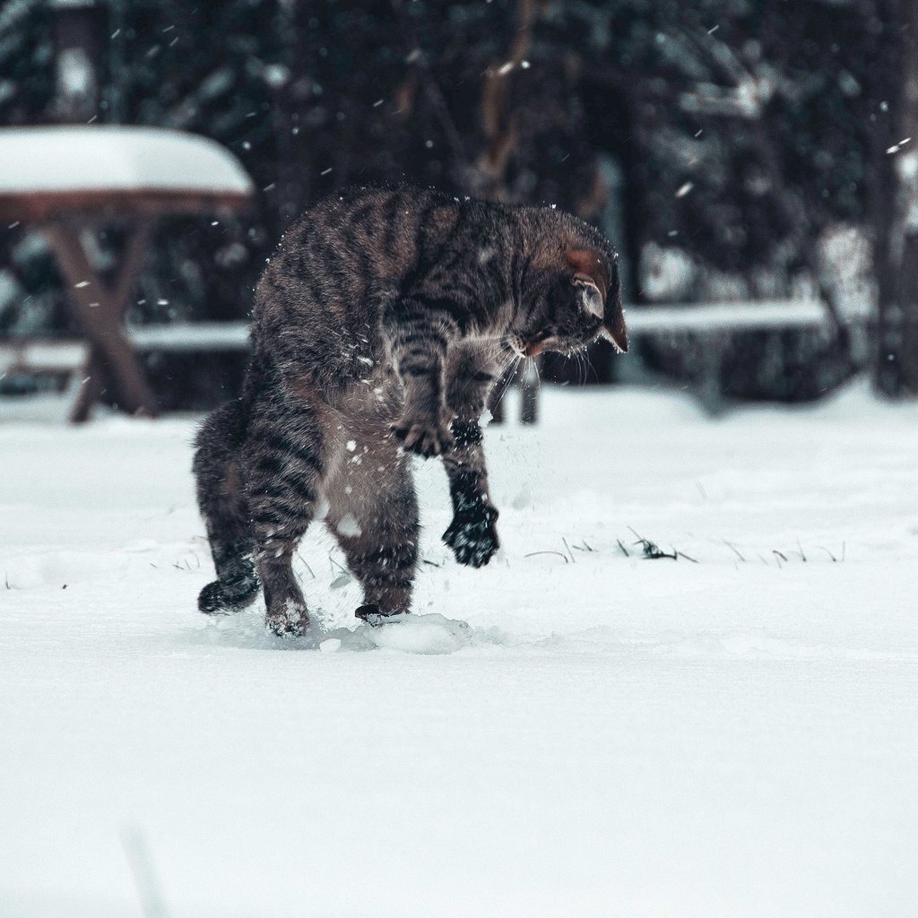 Обои снег, зима, кот, snow, winter, cat разрешение 2048x1331 Загрузить