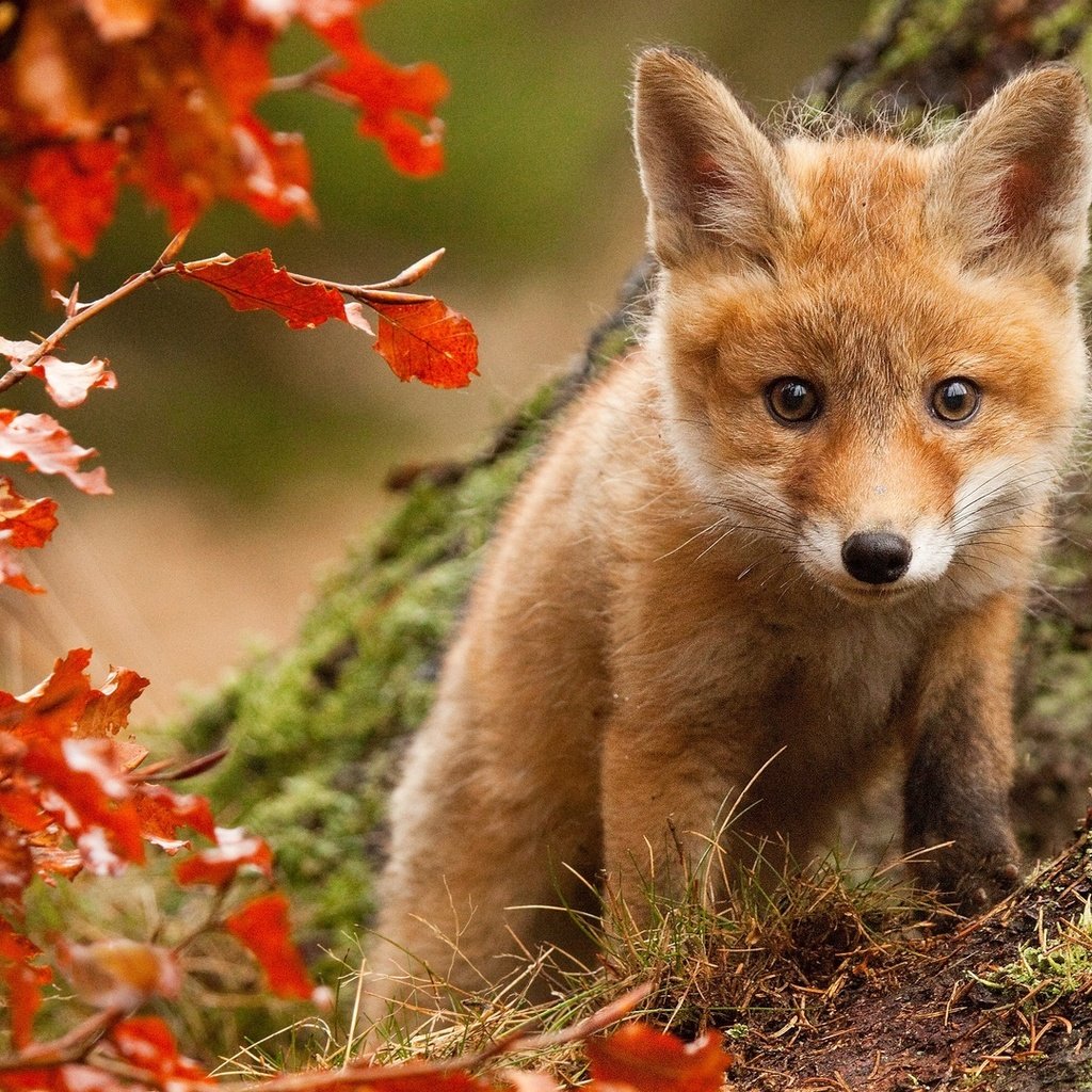 Обои взгляд, осень, куст, лис, лисенок, look, autumn, bush, fox разрешение 1920x1080 Загрузить