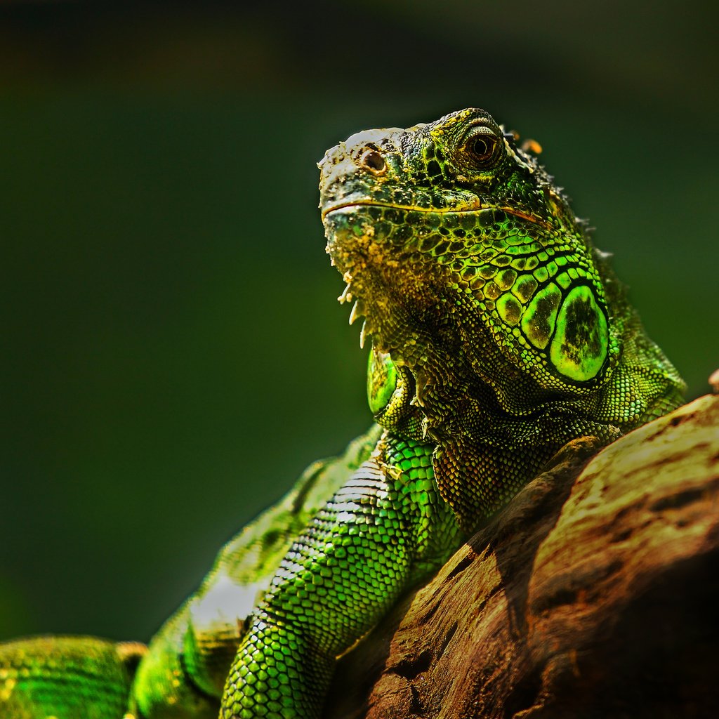 Обои глаза, природа, ящерица, камень, рептилия, игуана, eyes, nature, lizard, stone, reptile, iguana разрешение 2048x1365 Загрузить