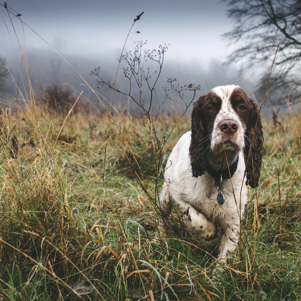 Обои туман, собака, друг, спаниель, fog, dog, each, spaniel разрешение 3000x2000 Загрузить