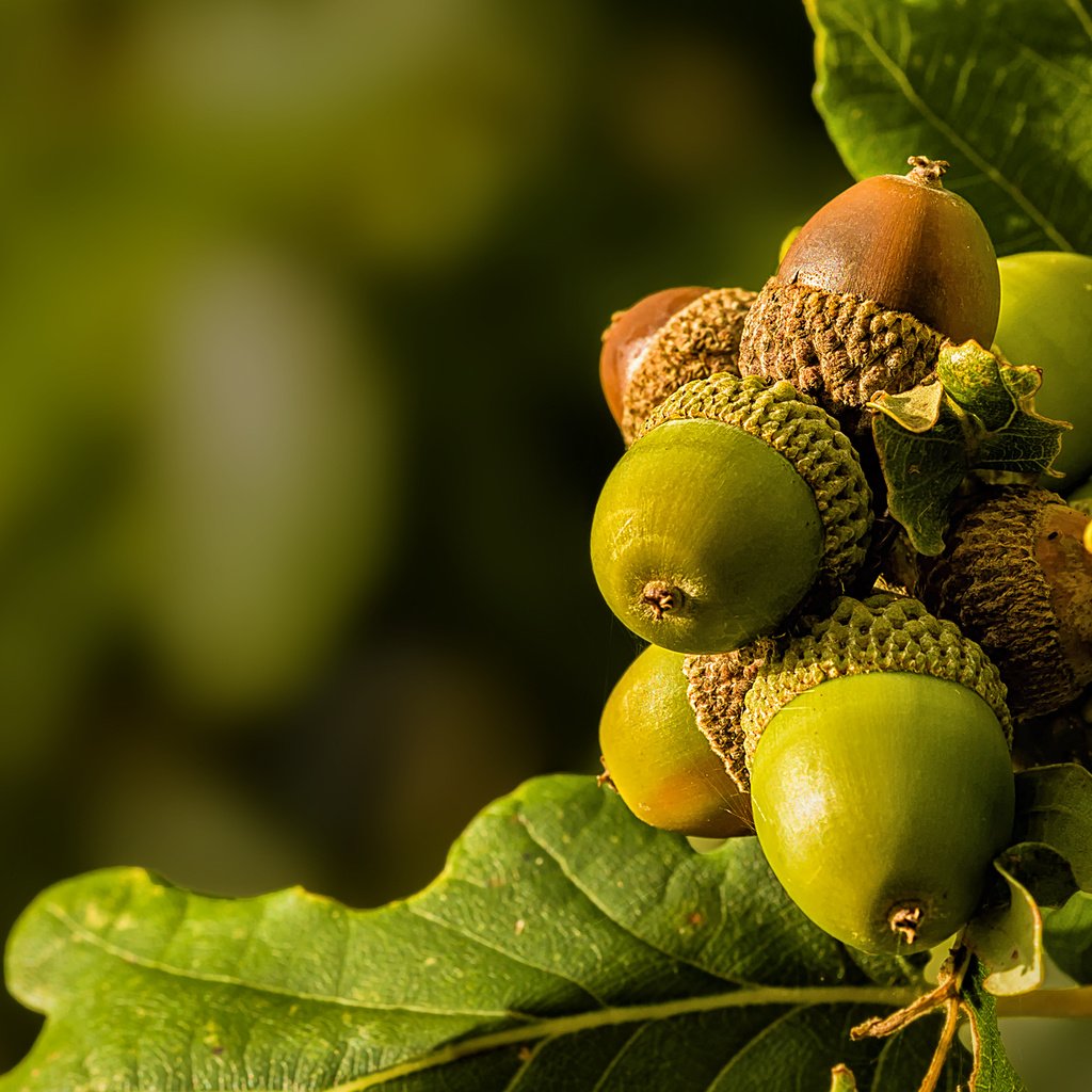 Обои природа, листья, макро, жёлуди, nature, leaves, macro, acorns разрешение 2048x1365 Загрузить