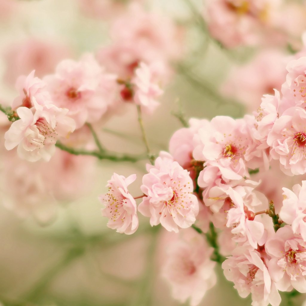 Обои цветение, ветки, вишня, сакура, цветки, боке, flowering, branches, cherry, sakura, flowers, bokeh разрешение 2674x1702 Загрузить