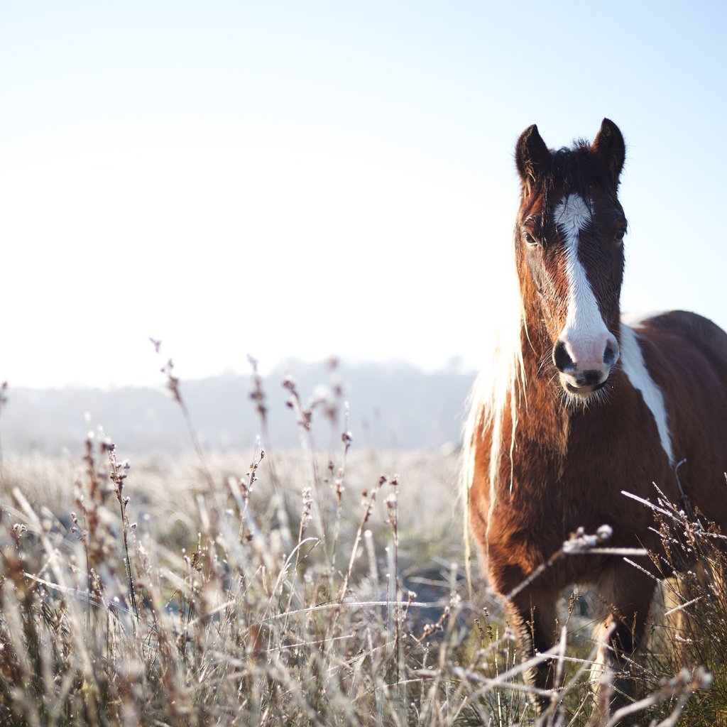 Обои природа, фон, конь, nature, background, horse разрешение 2048x1368 Загрузить