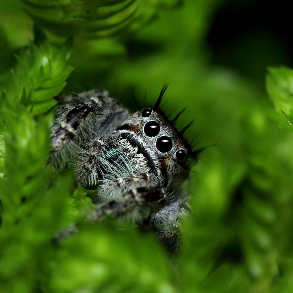 Обои глаза, листья, паук, лапки, растительность, jumping spider, eyes, leaves, spider, legs, vegetation разрешение 2880x1896 Загрузить