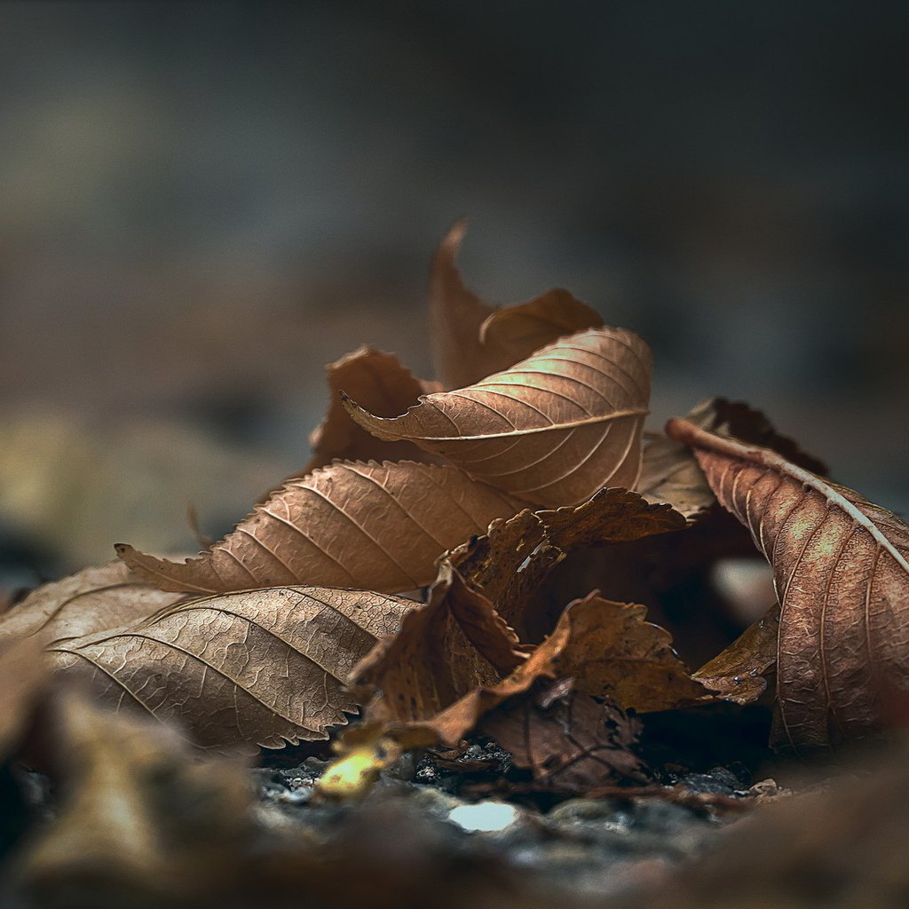 Обои природа, листья, макро, осень, nature, leaves, macro, autumn разрешение 2036x1091 Загрузить