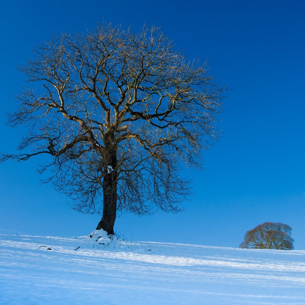 Обои небо, снег, дерево, зима, пейзаж, the sky, snow, tree, winter, landscape разрешение 2880x2362 Загрузить