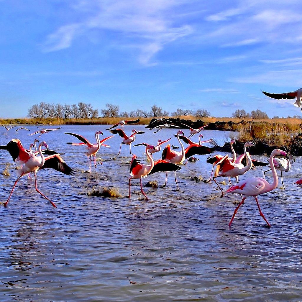 Обои озеро, фламинго, панорама, птицы, lake, flamingo, panorama, birds разрешение 4863x1779 Загрузить