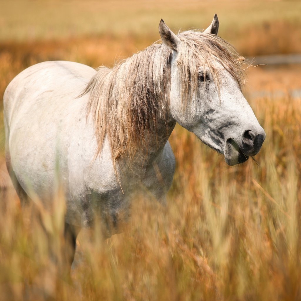 Обои морда, лошадь, портрет, поле, конь, белая, злаки, пасётся, face, horse, portrait, field, white, cereals, grazing разрешение 2669x1800 Загрузить