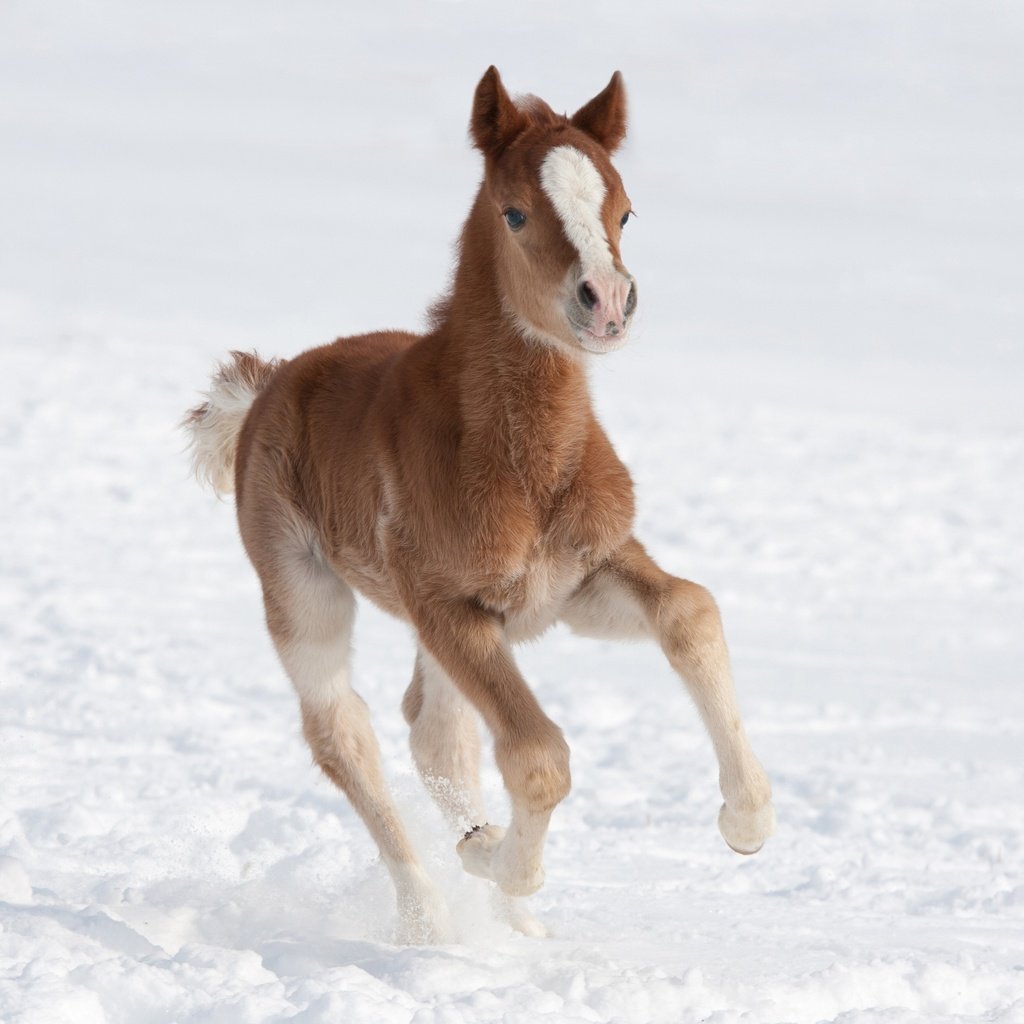 Обои лошадь, снег, зима, поле, коричневый, жеребенок, horse, snow, winter, field, brown, foal разрешение 2880x1920 Загрузить