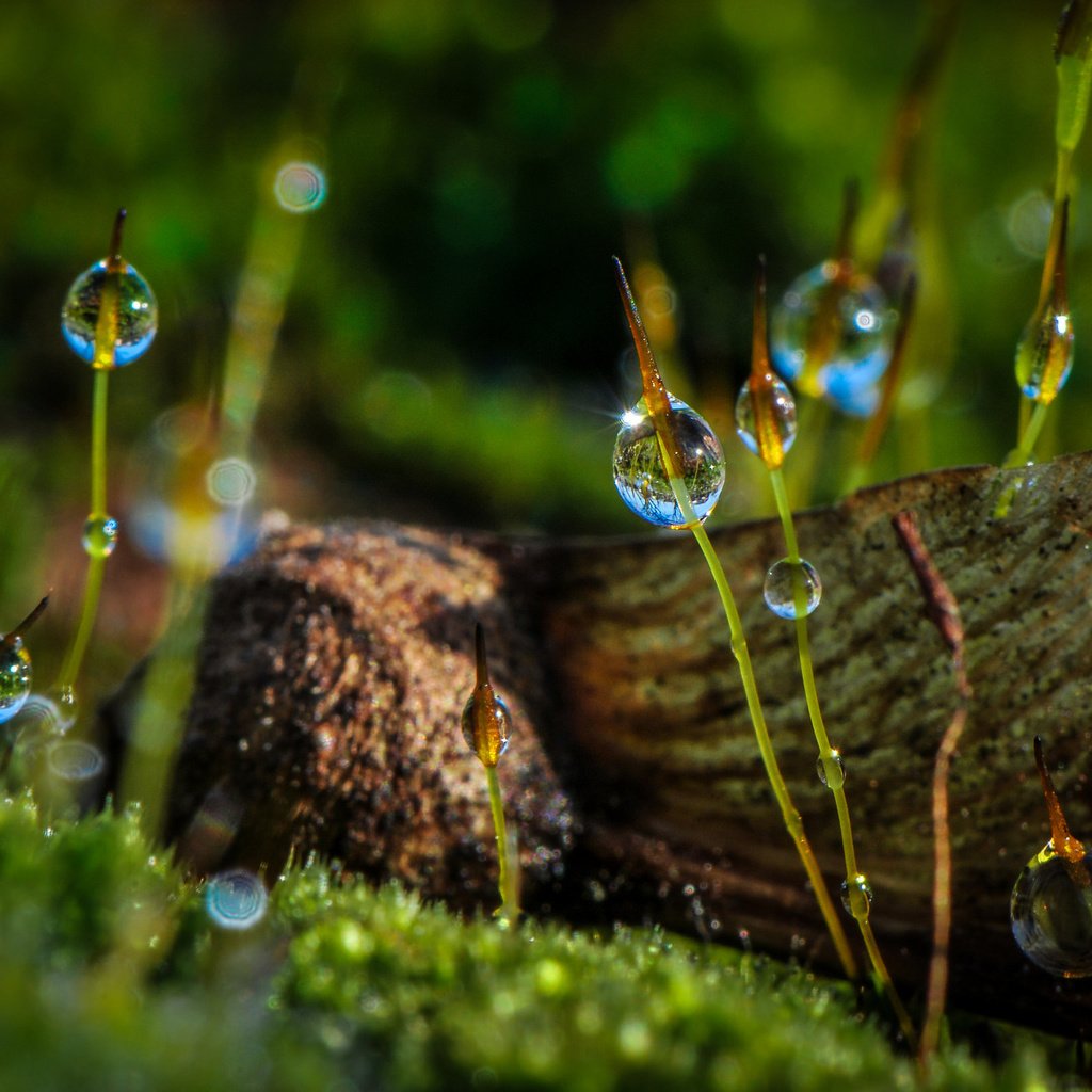 Обои макро, роса, капли, мох, растение, macro, rosa, drops, moss, plant разрешение 2048x1314 Загрузить