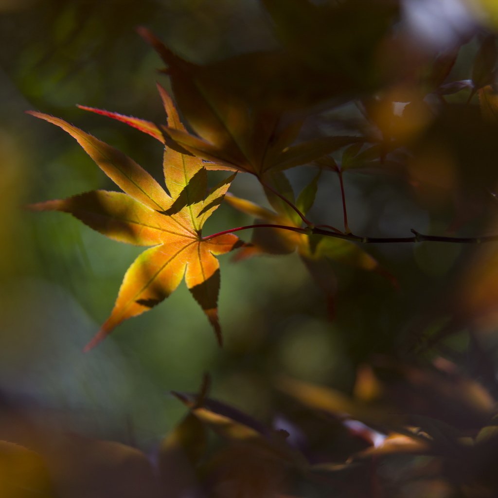Обои природа, листья, фон, осень, nature, leaves, background, autumn разрешение 2560x1709 Загрузить