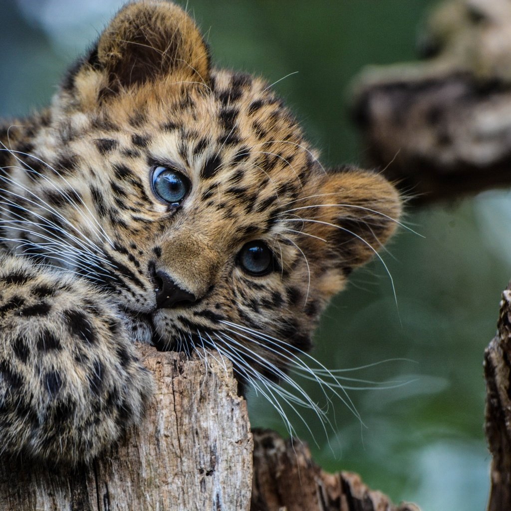 Обои взгляд, леопард, хищник, животное, окрас, детеныш, look, leopard, predator, animal, color, cub разрешение 2048x1365 Загрузить