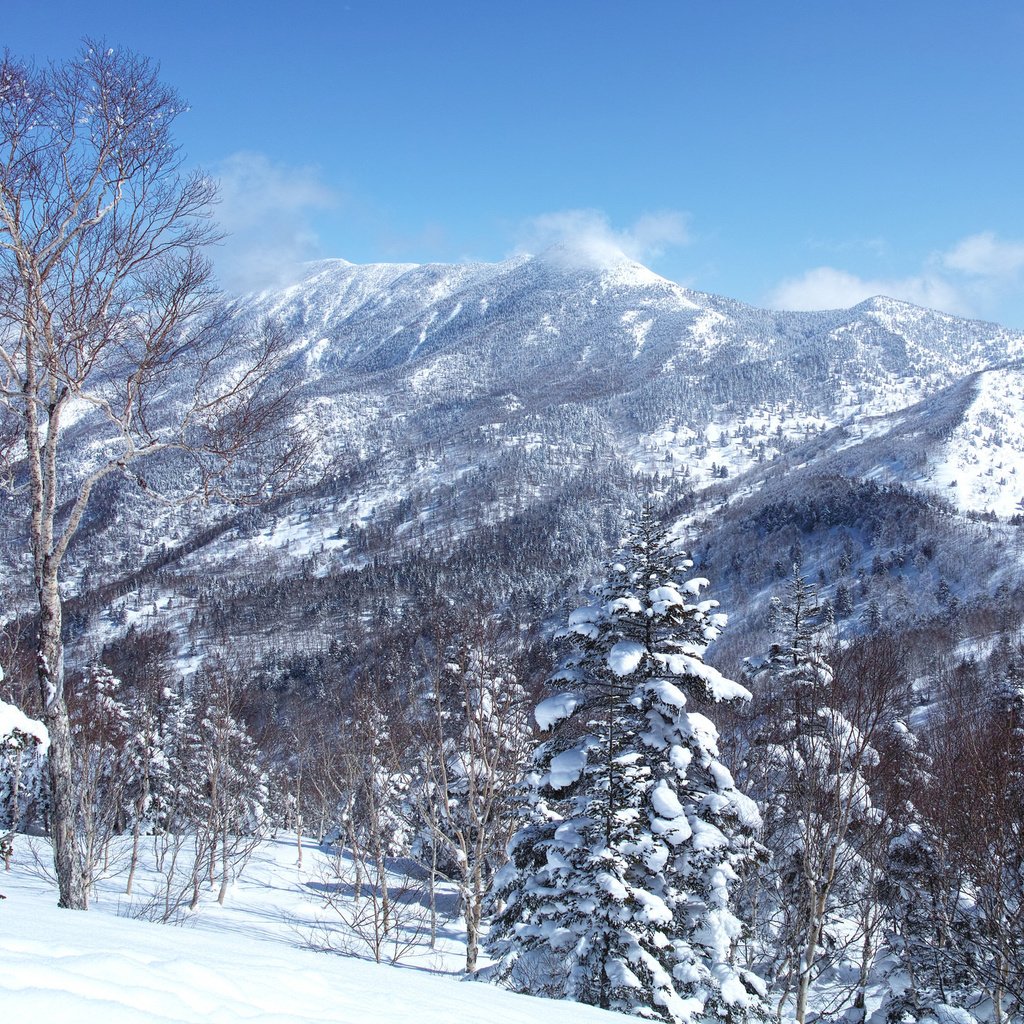 Обои небо, деревья, горы, снег, зима, пейзаж, склон, the sky, trees, mountains, snow, winter, landscape, slope разрешение 2048x1365 Загрузить