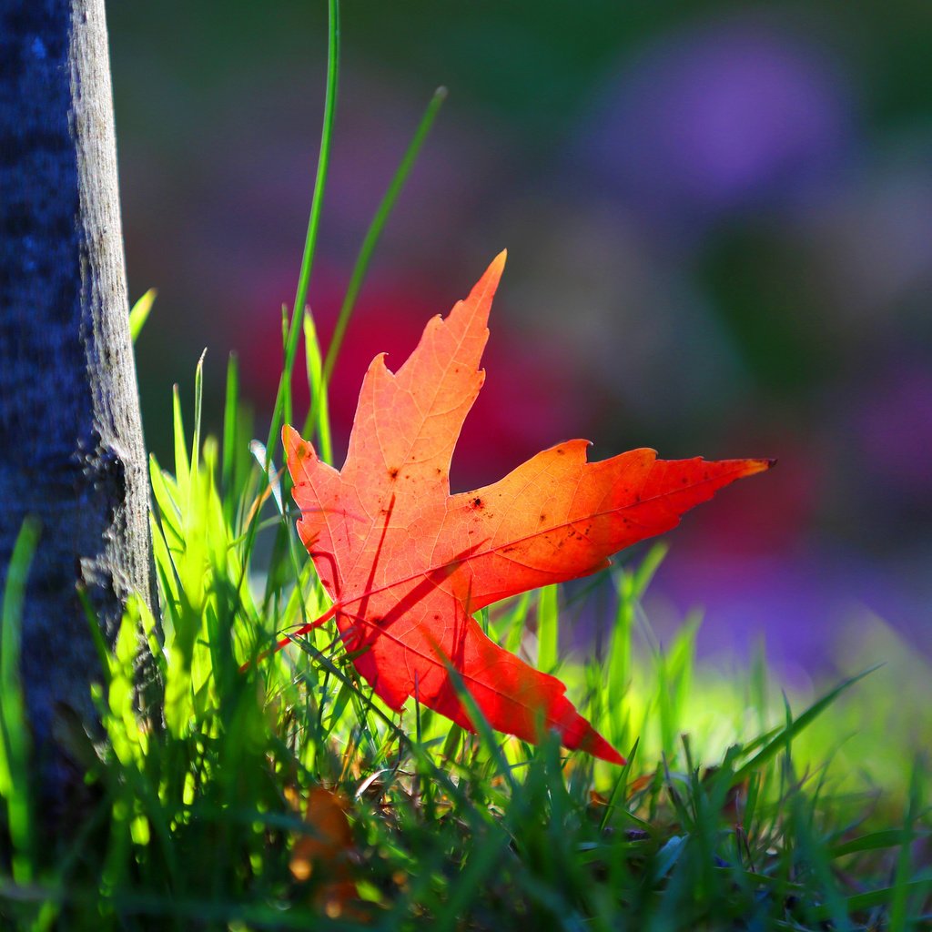 Обои трава, дерево, макро, краски, осень, лист, grass, tree, macro, paint, autumn, sheet разрешение 2048x1366 Загрузить