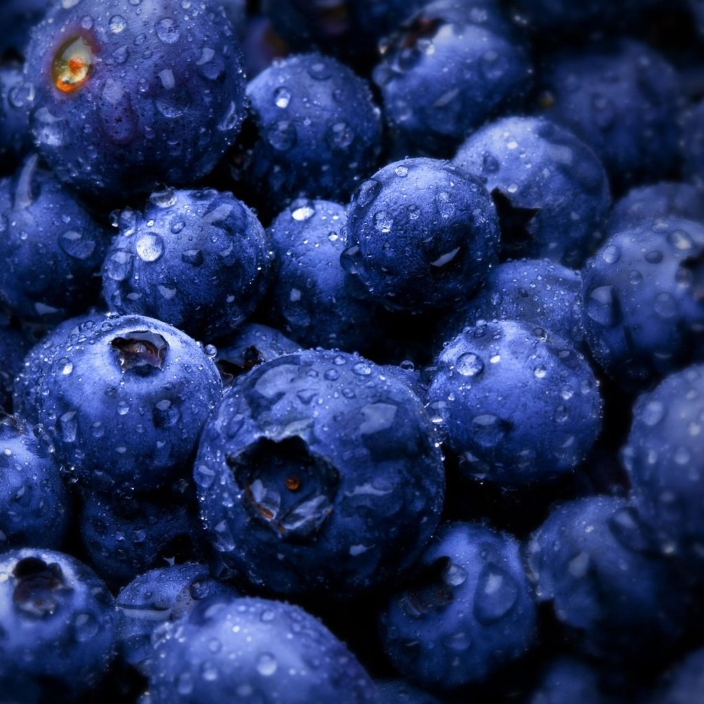 Обои роса, ягода, черника, rosa, berry, blueberries разрешение 3840x2160 Загрузить