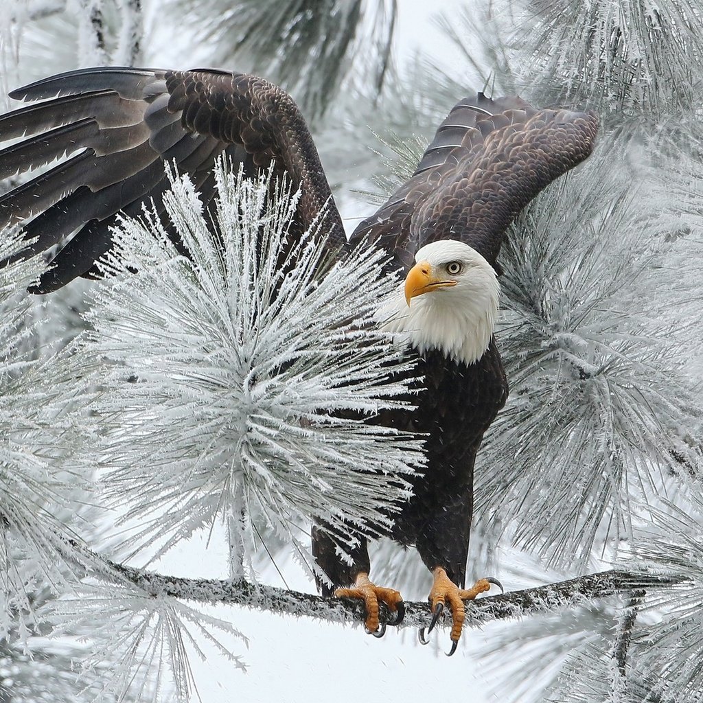 Обои ветка, зима, птица, орлан, ястреб, белоголовый, branch, winter, bird, orlan, hawk, bald разрешение 1920x1200 Загрузить