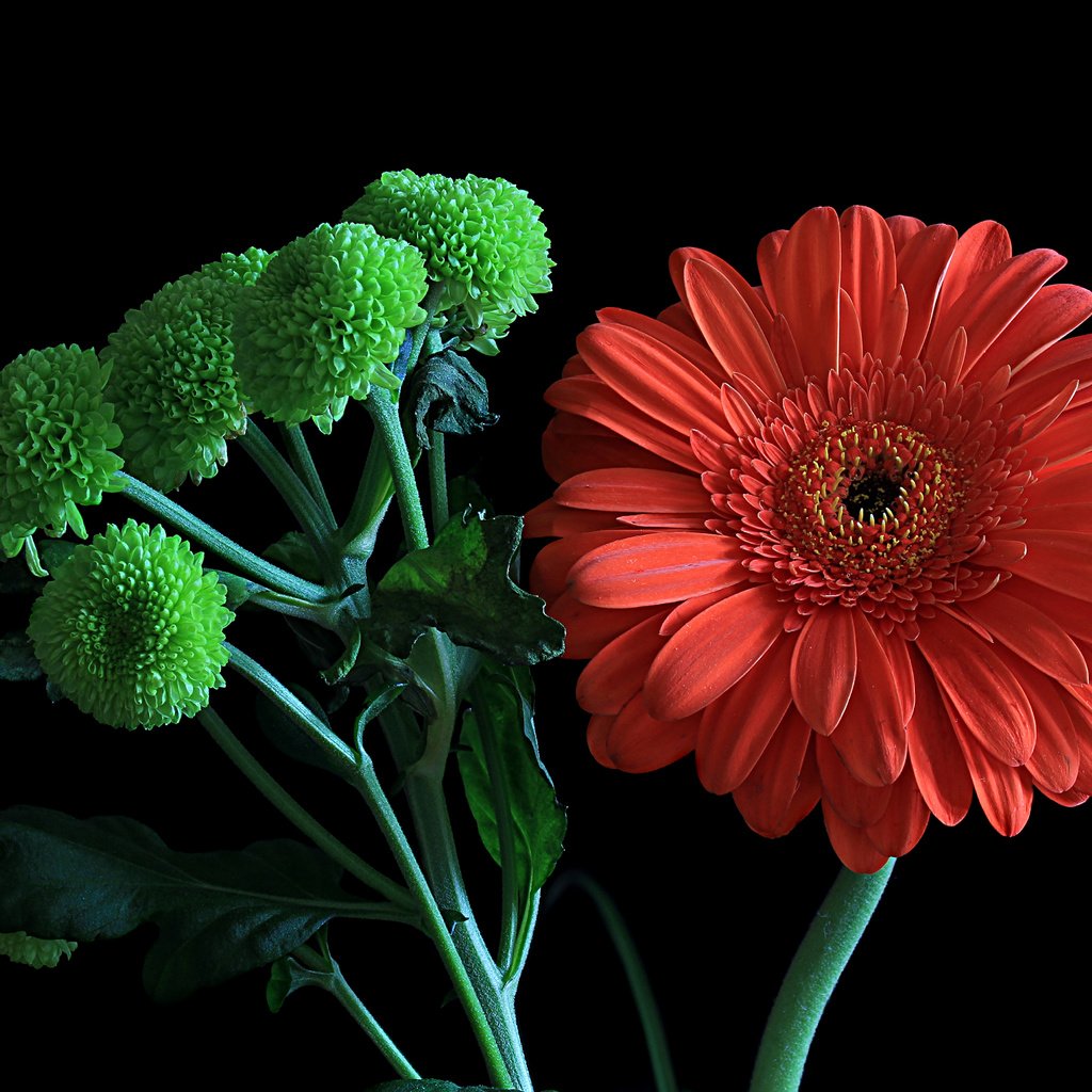 Обои цветы, макро, гербера, флора, flowers, macro, gerbera, flora разрешение 4943x3247 Загрузить