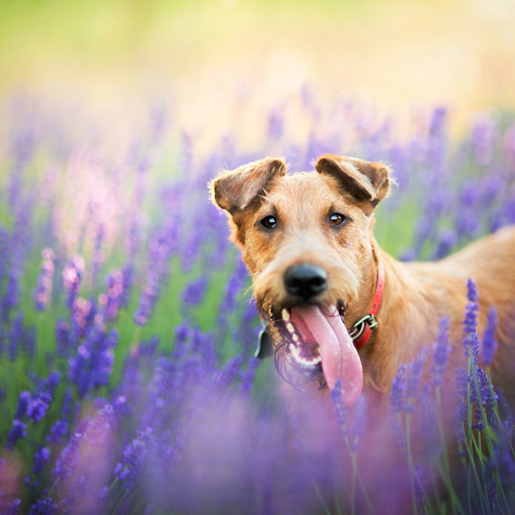 Обои цветы, природа, поле, лаванда, собака, пес, flowers, nature, field, lavender, dog разрешение 2048x1365 Загрузить