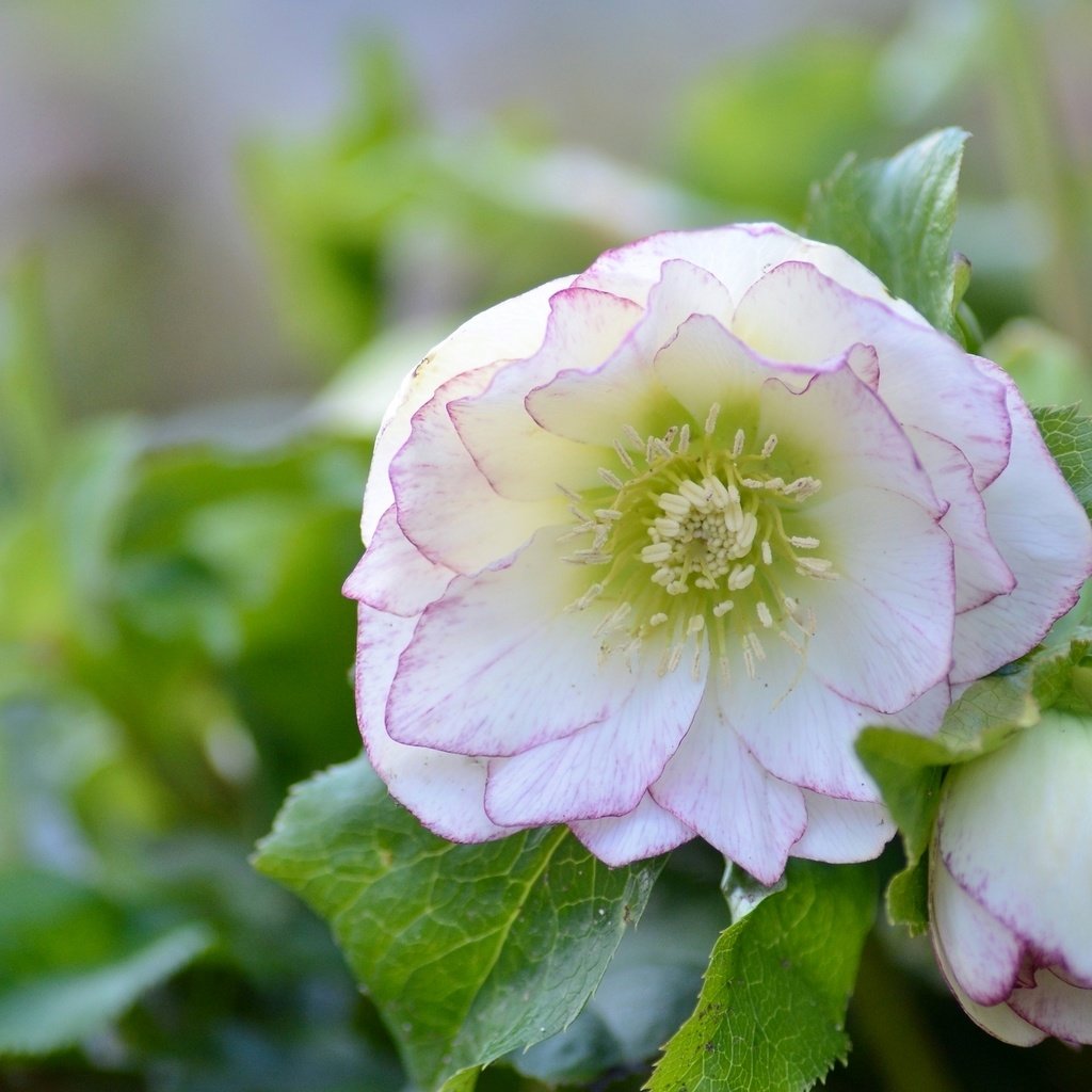 Обои цветы, листья, макро, лепестки, морозник, геллеборус, flowers, leaves, macro, petals, hellebore, helleborus разрешение 2048x1387 Загрузить