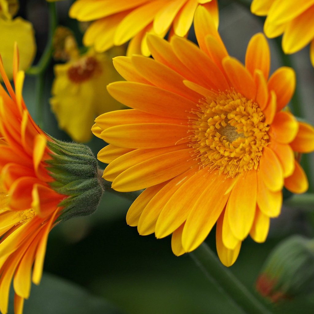 Обои цветы, макро, лепестки, желтые, flowers, macro, petals, yellow разрешение 2048x1462 Загрузить