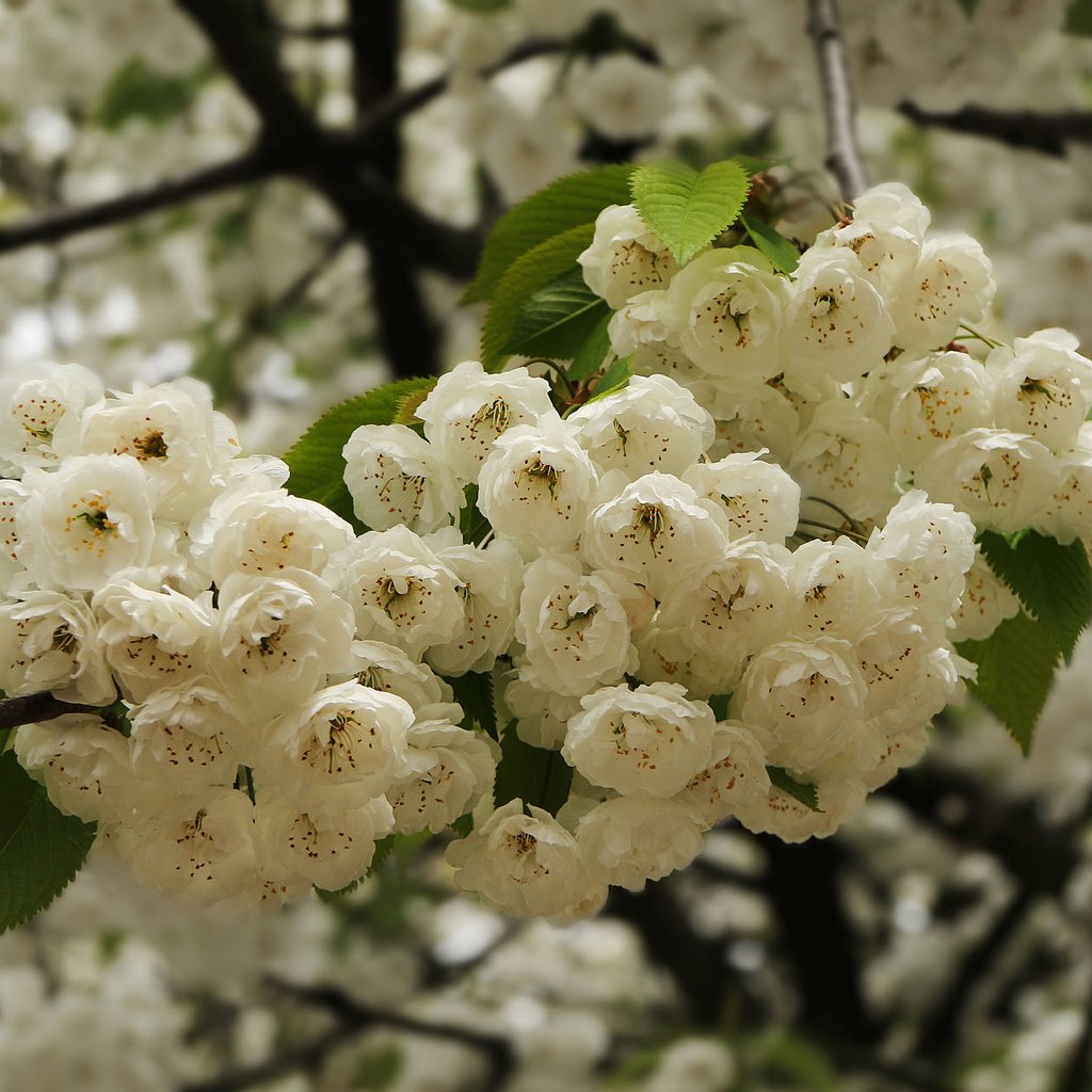 Обои ветка, цветение, весна, вишня, цветки, branch, flowering, spring, cherry, flowers разрешение 2048x1271 Загрузить